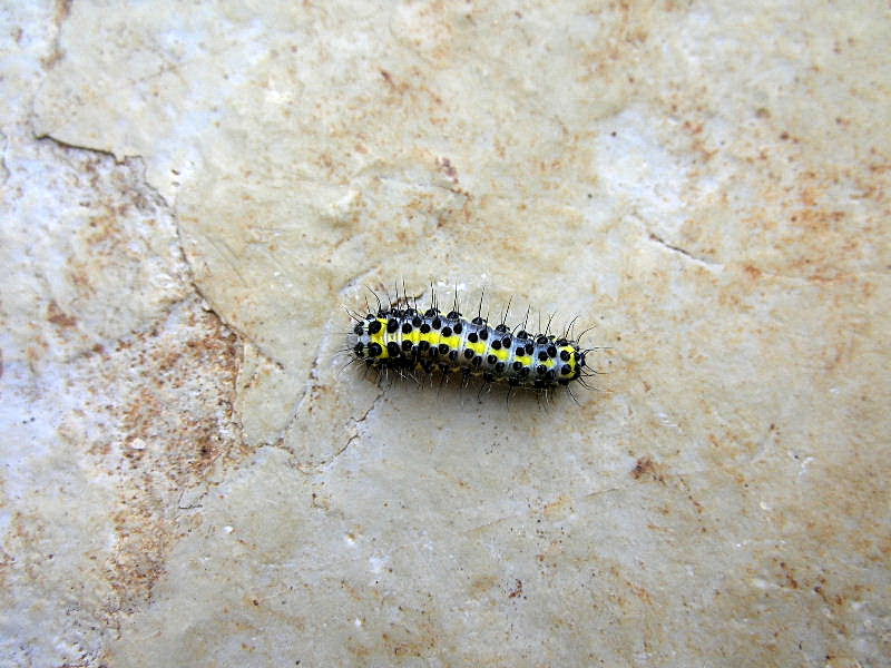 Identificazione bruco